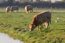 BUITEN BEELD Foto: 10636