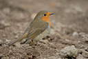 BUITEN BEELD Foto: 10673