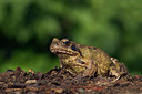 BUITEN BEELD Foto: 10802