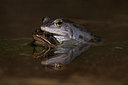 BUITEN BEELD Foto: 10851