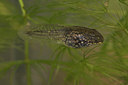 BUITEN BEELD Foto: 10861
