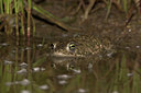 BUITEN BEELD Foto: 10950