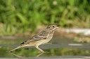 BUITEN BEELD Foto: 109060
