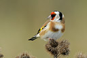 BUITEN BEELD Foto: 109125