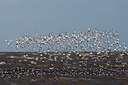 BUITEN BEELD Foto: 109182