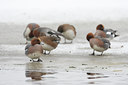 BUITEN BEELD Foto: 109217