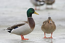 BUITEN BEELD Foto: 109219