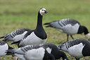 BUITEN BEELD Foto: 109226
