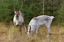BUITEN BEELD Foto: 109234