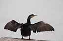 BUITEN BEELD Foto: 109485
