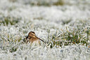BUITEN BEELD Foto: 109507