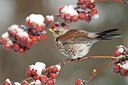 BUITEN BEELD Foto: 109527