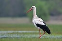 BUITEN BEELD Foto: 109536