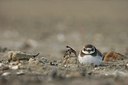BUITEN BEELD Foto: 109547
