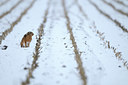 BUITEN BEELD Foto: 109555