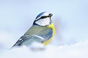 BUITEN BEELD Foto: 109558