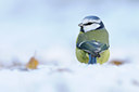 BUITEN BEELD Foto: 109563