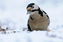 BUITEN BEELD Foto: 109567