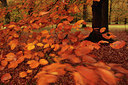 BUITEN BEELD Foto: 109585