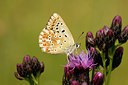 BUITEN BEELD Foto: 109627