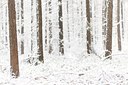 BUITEN BEELD Foto: 109642