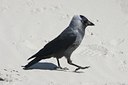 BUITEN BEELD Foto: 109687