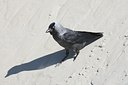 BUITEN BEELD Foto: 109688