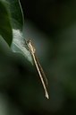 BUITEN BEELD Foto: 109700