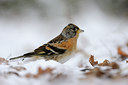 BUITEN BEELD Foto: 109716