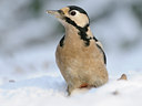 BUITEN BEELD Foto: 109756