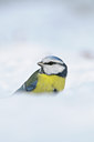 BUITEN BEELD Foto: 109757