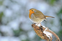 BUITEN BEELD Foto: 109762