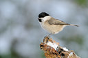 BUITEN BEELD Foto: 109764
