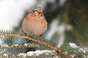 BUITEN BEELD Foto: 109777