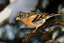 BUITEN BEELD Foto: 109795