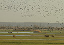 BUITEN BEELD Foto: 109860