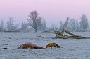 BUITEN BEELD Foto: 109885