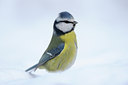 BUITEN BEELD Foto: 109894