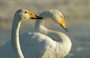 BUITEN BEELD Foto: 109921