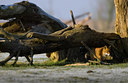 BUITEN BEELD Foto: 109927