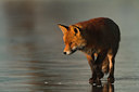 BUITEN BEELD Foto: 109932