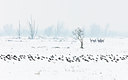 BUITEN BEELD Foto: 109941