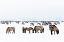 BUITEN BEELD Foto: 109950
