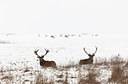 BUITEN BEELD Foto: 109953