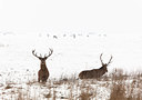 BUITEN BEELD Foto: 109954