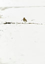 BUITEN BEELD Foto: 109955
