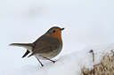 BUITEN BEELD Foto: 109962