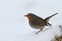BUITEN BEELD Foto: 109963