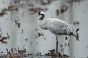 BUITEN BEELD Foto: 109997