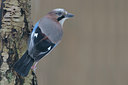 BUITEN BEELD Foto: 110076
